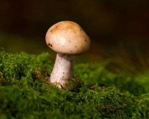 Preview wallpaper mushroom, grass, moss