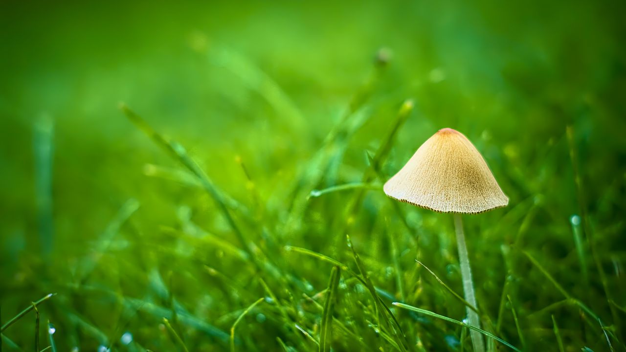 Wallpaper mushroom, grass, plants, macro