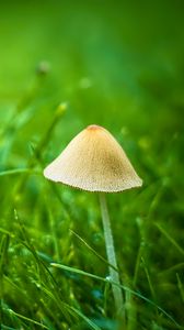 Preview wallpaper mushroom, grass, plants, macro