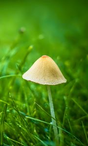 Preview wallpaper mushroom, grass, plants, macro