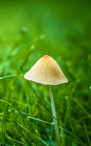 Preview wallpaper mushroom, grass, plants, macro