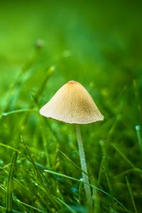 Preview wallpaper mushroom, grass, plants, macro