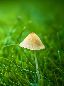 Preview wallpaper mushroom, grass, plants, macro