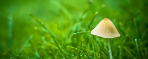 Preview wallpaper mushroom, grass, plants, macro