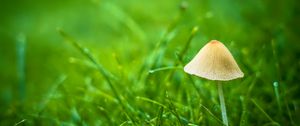 Preview wallpaper mushroom, grass, plants, macro