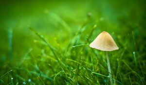 Preview wallpaper mushroom, grass, plants, macro