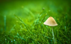 Preview wallpaper mushroom, grass, plants, macro