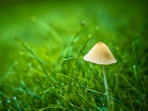 Preview wallpaper mushroom, grass, plants, macro