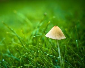 Preview wallpaper mushroom, grass, plants, macro