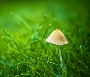 Preview wallpaper mushroom, grass, plants, macro