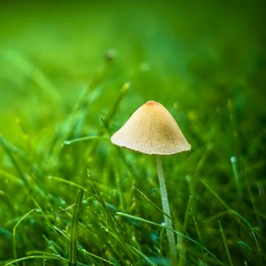 Preview wallpaper mushroom, grass, plants, macro