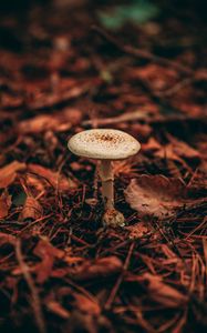 Preview wallpaper mushroom, grasses, plant, autumn