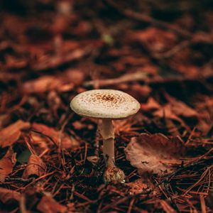 Preview wallpaper mushroom, grasses, plant, autumn