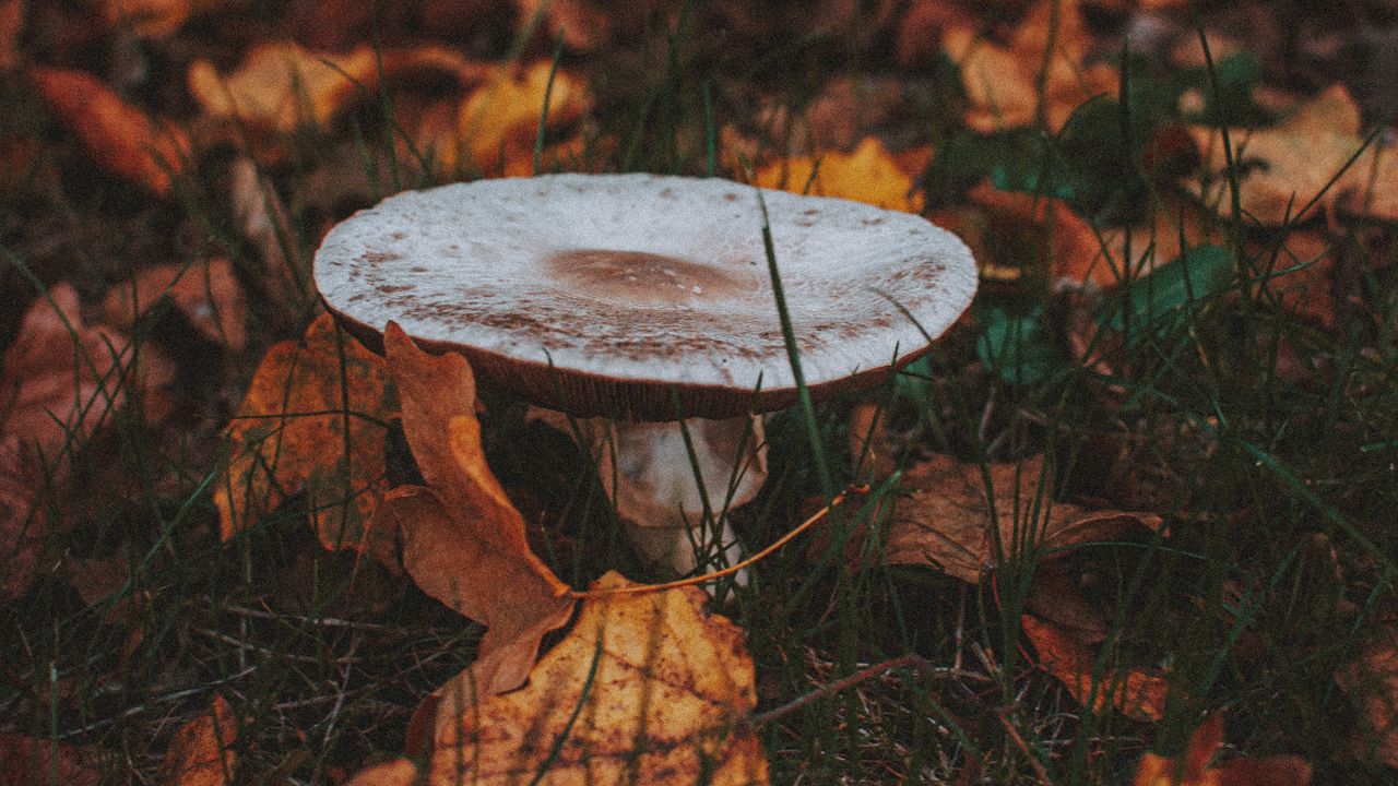 Wallpaper mushroom, leaves, grass, autumn