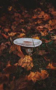 Preview wallpaper mushroom, leaves, grass, autumn