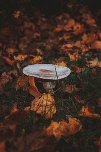 Preview wallpaper mushroom, leaves, grass, autumn