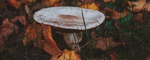 Preview wallpaper mushroom, leaves, grass, autumn