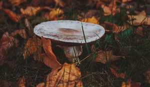 Preview wallpaper mushroom, leaves, grass, autumn