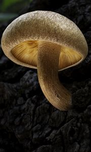 Preview wallpaper mushroom, macro, bark