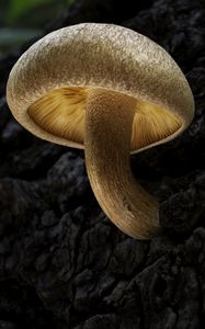 Preview wallpaper mushroom, macro, bark