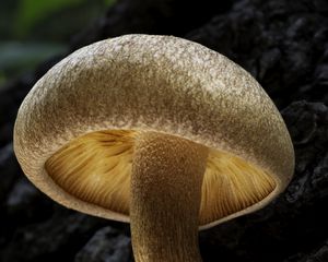 Preview wallpaper mushroom, macro, bark