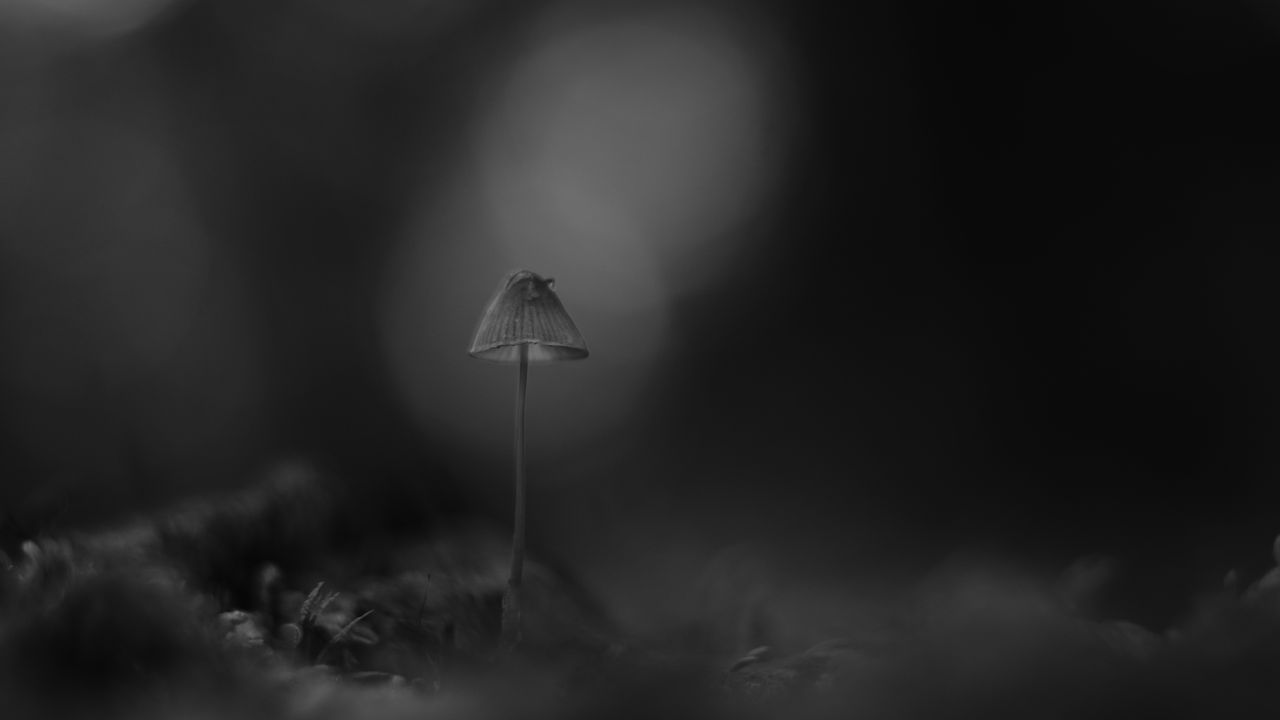 Wallpaper mushroom, macro, black and white, blur