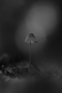 Preview wallpaper mushroom, macro, black and white, blur