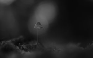 Preview wallpaper mushroom, macro, black and white, blur