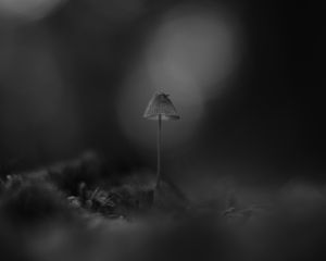 Preview wallpaper mushroom, macro, black and white, blur