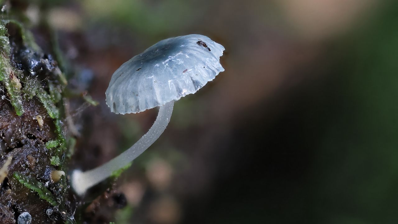 Wallpaper mushroom, macro, blur