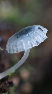 Preview wallpaper mushroom, macro, blur