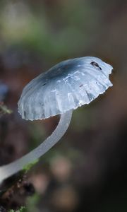 Preview wallpaper mushroom, macro, blur