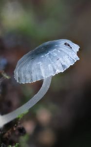 Preview wallpaper mushroom, macro, blur