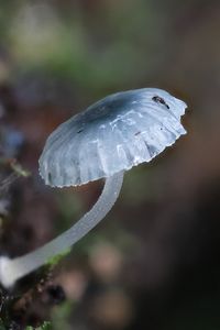 Preview wallpaper mushroom, macro, blur