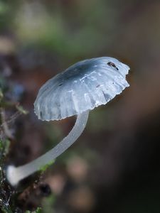 Preview wallpaper mushroom, macro, blur