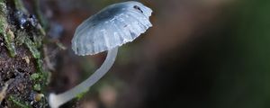 Preview wallpaper mushroom, macro, blur