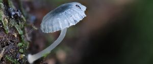 Preview wallpaper mushroom, macro, blur