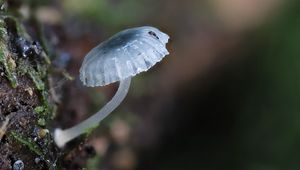 Preview wallpaper mushroom, macro, blur