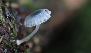 Preview wallpaper mushroom, macro, blur