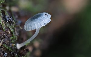 Preview wallpaper mushroom, macro, blur