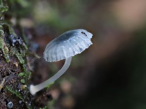 Preview wallpaper mushroom, macro, blur