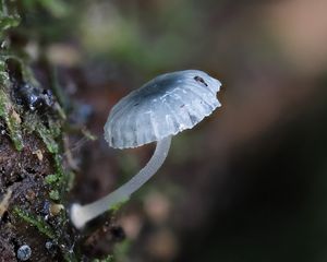 Preview wallpaper mushroom, macro, blur