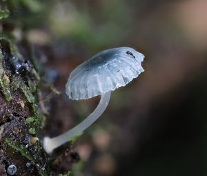 Preview wallpaper mushroom, macro, blur