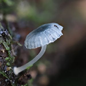 Preview wallpaper mushroom, macro, blur