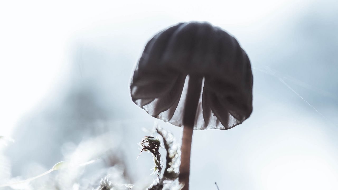 Wallpaper mushroom, macro, close-up, blur