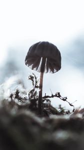 Preview wallpaper mushroom, macro, close-up, blur