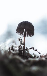 Preview wallpaper mushroom, macro, close-up, blur