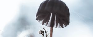 Preview wallpaper mushroom, macro, close-up, blur