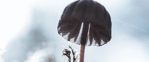 Preview wallpaper mushroom, macro, close-up, blur