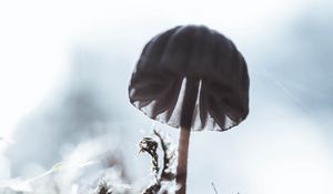 Preview wallpaper mushroom, macro, close-up, blur